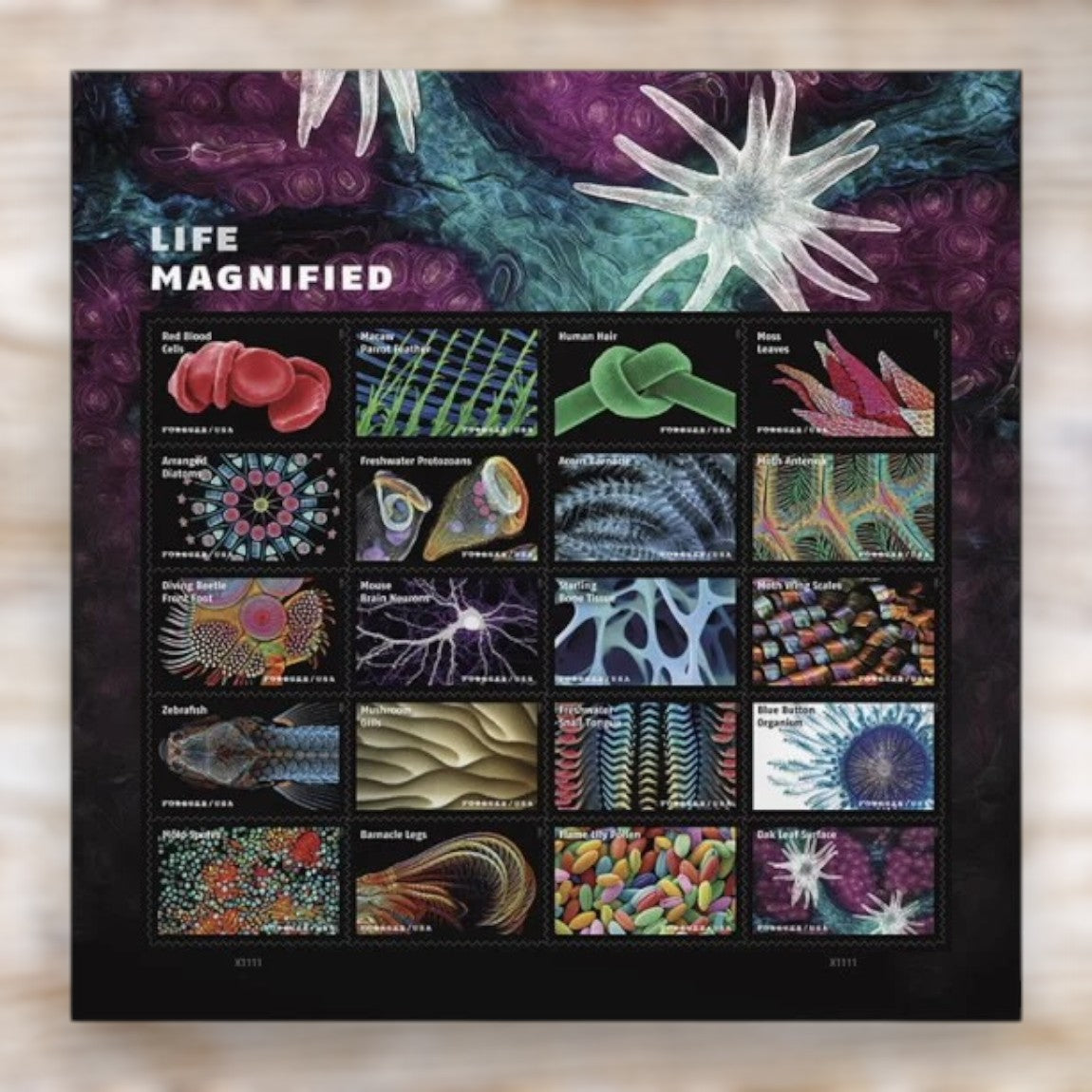 Life Magnified 2023 Forever Postage Stamps Self-Adhesive Sheet for Commemorative Mail