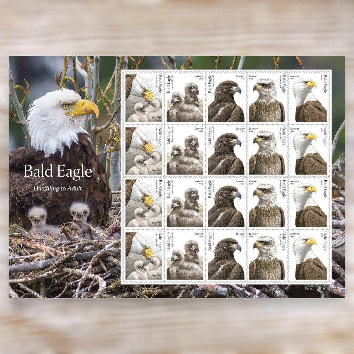 Bald Eagle: Hatchling to Adult 2026 Forever Postage Stamps Self-Adhesive Sheet for Patriotic Mail