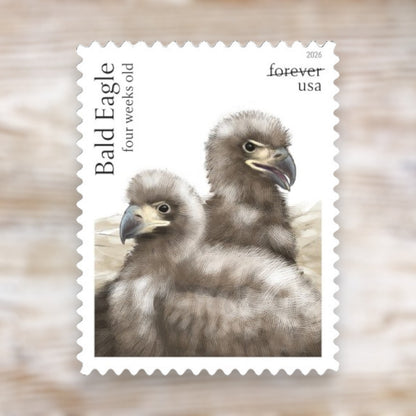 Bald Eagle: Hatchling to Adult 2026 Forever Postage Stamps Self-Adhesive Sheet for Patriotic Mail
